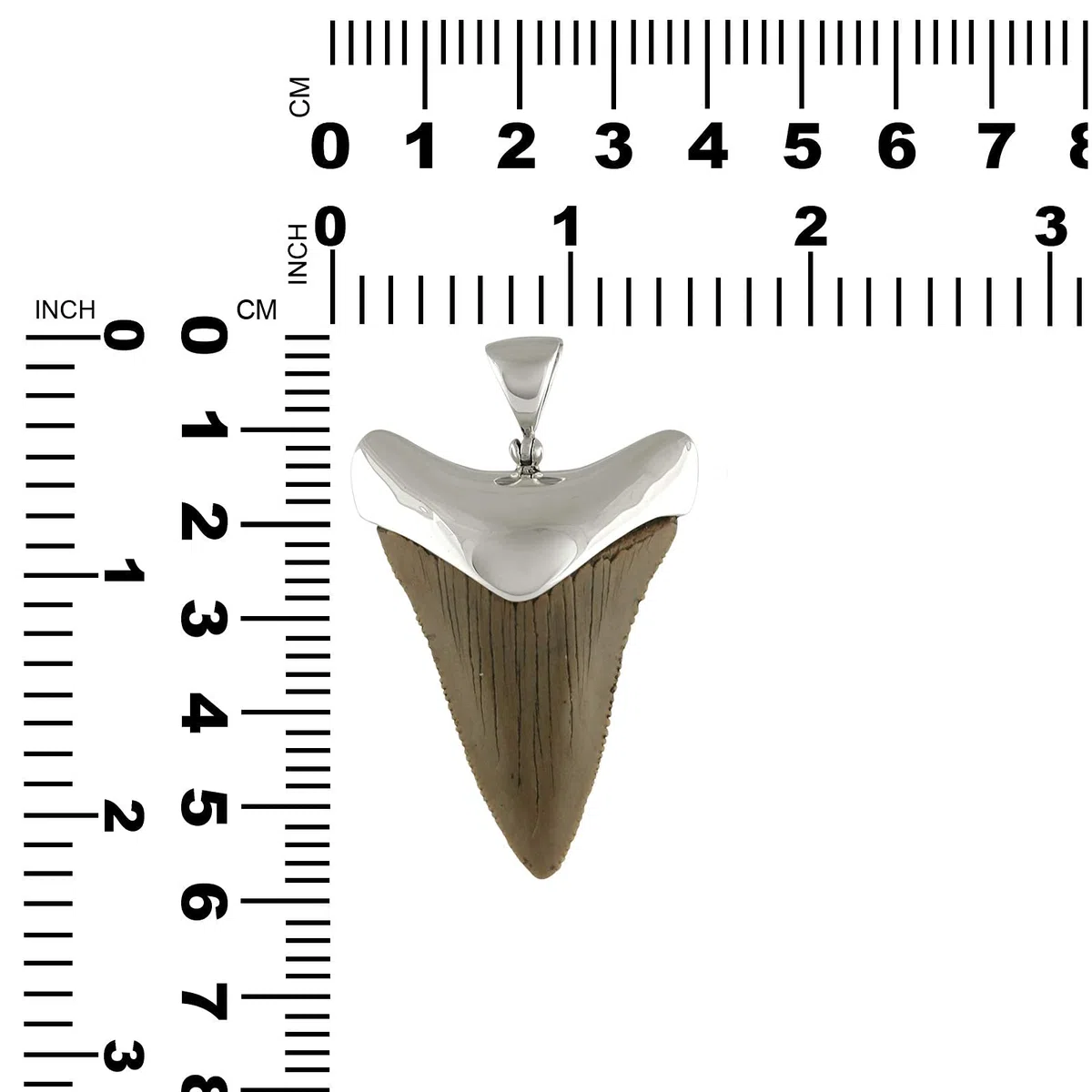 Starborn Colgante Fossil Shark Tooth Cap Set en plata de ley