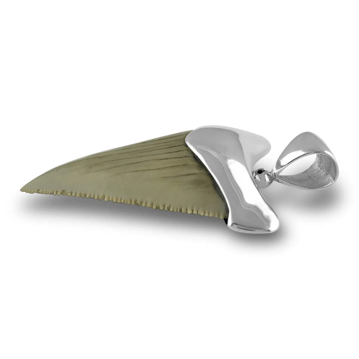 Starborn Colgante Fossil Shark Tooth Cap Set en plata de ley