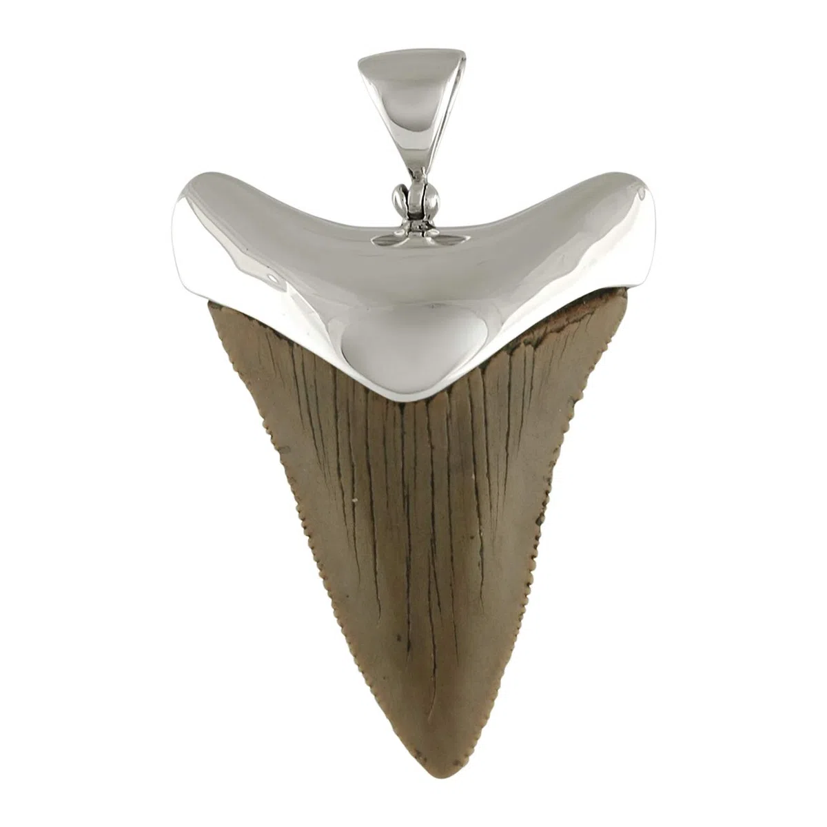 Starborn Colgante Fossil Shark Tooth Cap Set en plata de ley