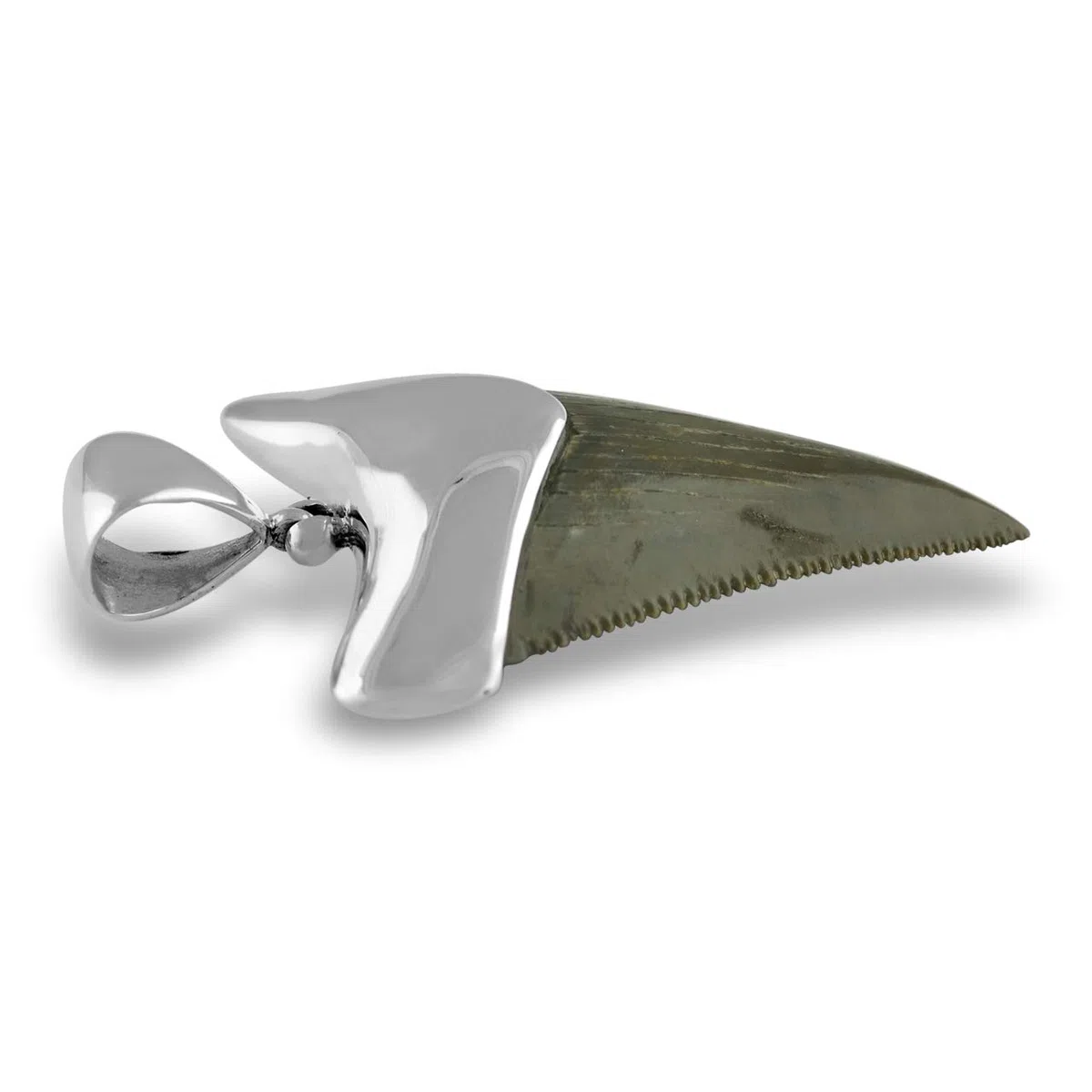 Starborn Colgante Fossil Shark Tooth Cap Set en plata de ley