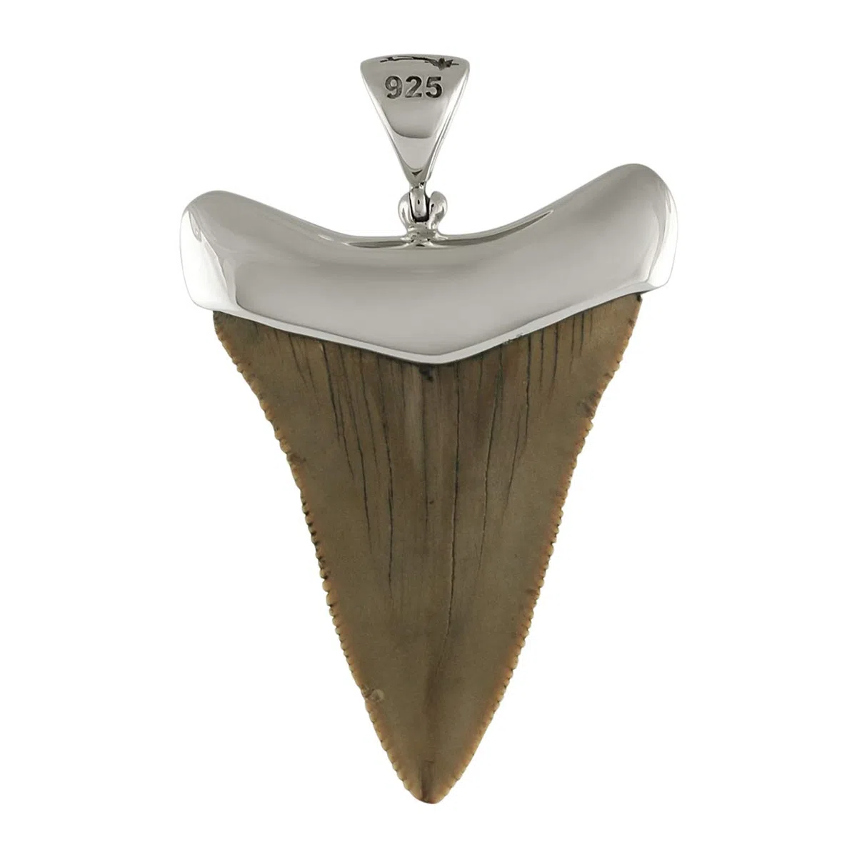 Starborn Colgante Fossil Shark Tooth Cap Set en plata de ley